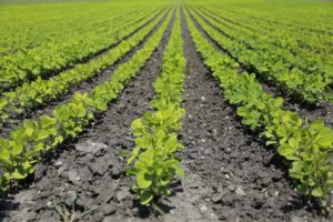 Alimenti biologici: come difendersi dalle frodi?